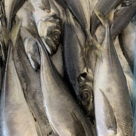 Horse Mackerel 1 KG